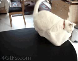 gato,bolsa,correr,miedo