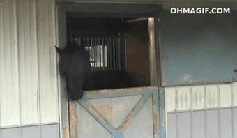 Caballo,inteligente,abrir,puerta