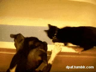 Veo que no te gustan los baños, sería una pena que alguien te tirase en la bañera Gato,bañera,perro,mojar