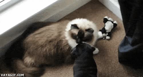 peluche,pug,carlino,perro,gato,pelea,sorpresa