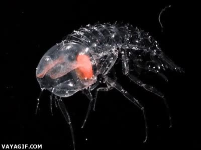 transparente,insecto,bicho,agua