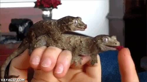 dedo,lengua,geckos,reptiles,lagartos,bonito