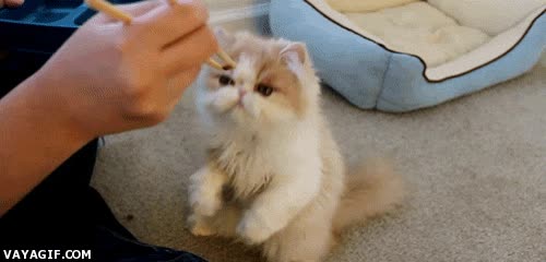 palillos chinos,pescado,alimentar,sushi,gato,comer