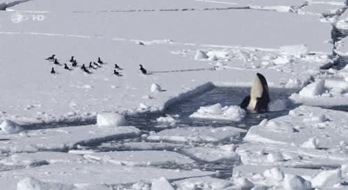 forever alone,huir,pingüinos,orca,hielo