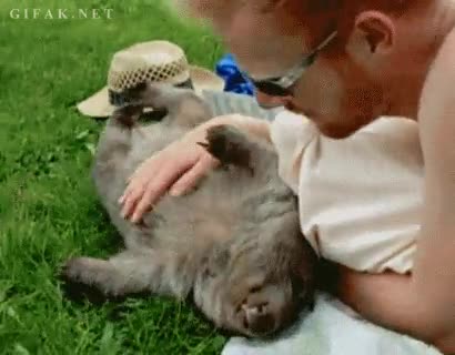 pelirrojo,animal,wombat,barriga,rascar,hombre