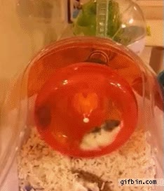 compañerismo,hamsters,jaula,rueda,correr,pisotear