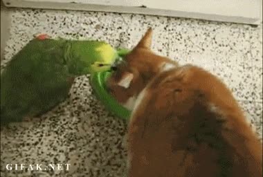 plato de comida,gato,loro,pegar,comida,molestar
