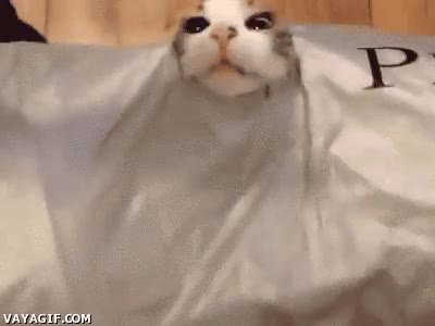 escondido,cabeza,Gato,bolsa,agujero,asomar