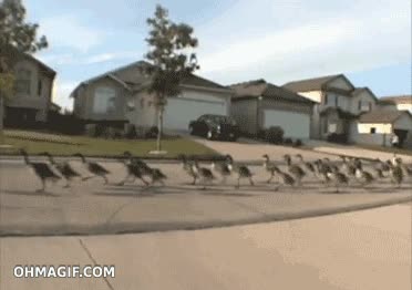 carrera,gansos,ejercito,calle,en fila india