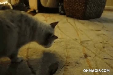 vaso,atascado,caminar hacia atras,taza,gato