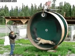 correr,perro,rueda de hamster,velocidad
