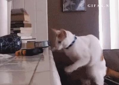 Tirar,Verter,Volcar,Gato,Vaso,Cafe,Mosca,Accidente