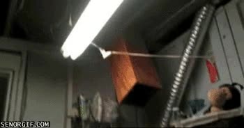 Pasaje,Secreto,Gato,Ninja