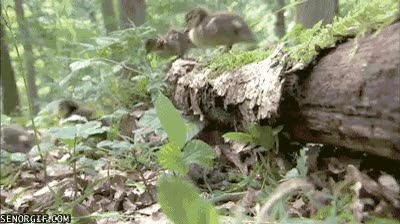 buscar tu camino,saltar,patos,patitos,pasar,tronco,costar