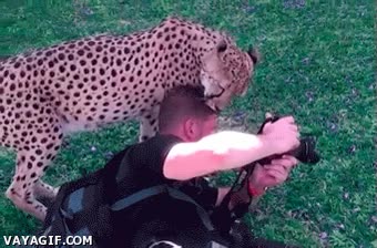 miedo,guepardo,comida,fotografo,safari