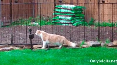 Aspersor,Jardin,Curiosidad,Agua,Gato,Cesped,Susto