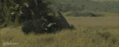 leones o huevones,perseguir,correr,cambio,bufalo,persecucion