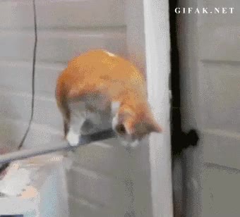 Gato,Puerta,Abrir,Maneta,Pomo