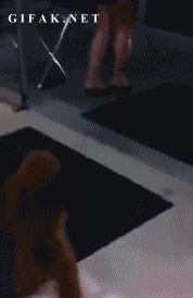 Perro,Compras,Mujeres,Caminar,dos patas