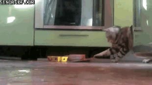 ¿Te importa? Es que uno ya no puede ni comer tranquilo... molesto,arrastrar,gato,comida,llevar