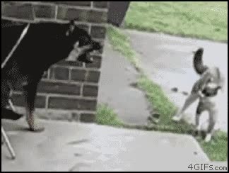 ataque,gato,perro,bullying,acoso,saltar,gatos