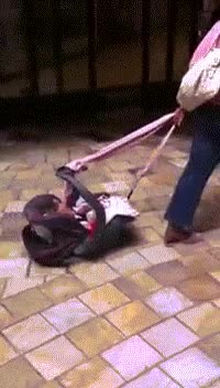carrito,cochecito,niño,bebe,madre,arrastrar