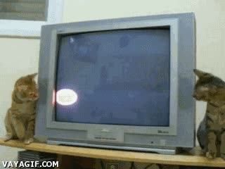 salvapantallas,television,gatos,imagen,esfera,jugar,tenis