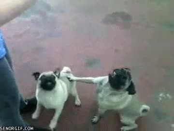 Comida,Golpe,Perros,Quieto,Carlinos,Pugs