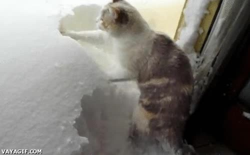 Despejar,Gato,Invierno,Congelado,Frio,Nieve