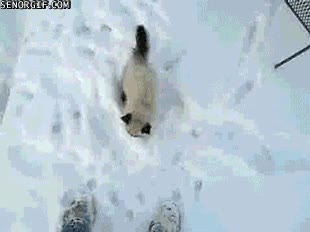 Escalar,Trepar,Gato,Frio,Patas,Pierna,Nieve,Invierno