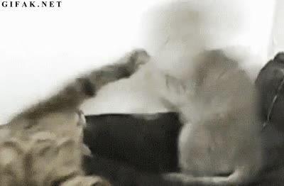 Dormir,Dormido,Zarpazo,Ninja,Gato,Hermanos,Patadas,Pelea,Jugar,Meter