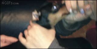 Nariz,Inflar,Respirar,Aire,Perro,Lengua,Putada