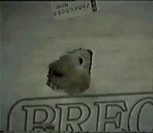 atrapado,agujero,caja,hamster,roer,libertad