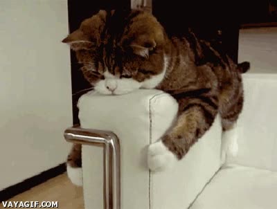 Vago,Pereza,Sofa,Gato,Comodo,Sillon,Juego,Jugar