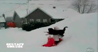 fail,caida,deslizar,trineo,perro,salto,pendiente,nieve