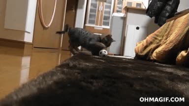 habilidad,parar,futbol,casillas,gato,portero