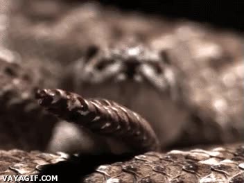 Serpiente de Cascabel,c&aacute;mara lenta,slow motion