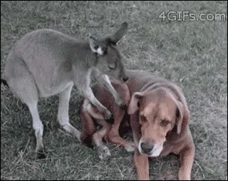 perro,canguro,beso,hocico,tierno,amor imposible