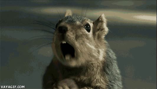 locos,animales,ardilla,coche,mujer,gritos,gritar,NOOOOOOOOOOOOOOO,accidente,expresión