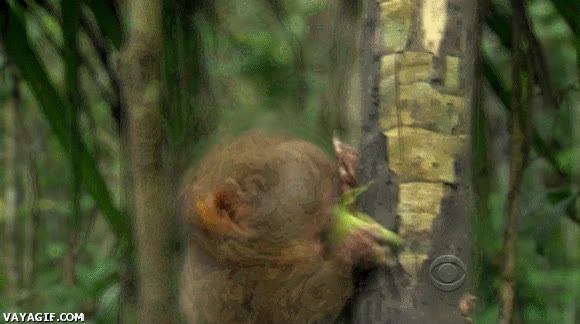 saltar,árbol,feel like a ninja,mono,expresión