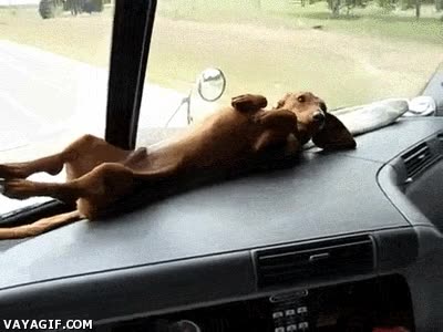 acostado,perro,comida,voltear,salpicadero