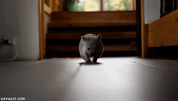 correr,marsupial,australia,wombat,adorable