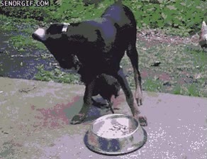 pollo,perro,gallina ninja,comedero,comida