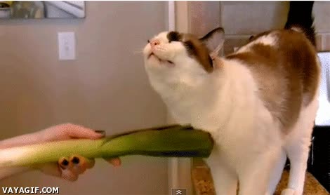 Puerro,Gato,Mimos,Acariciar,Verdura,Cuello,Placer