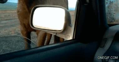 Caballo,Retrovisor,Probar,Comer,Coche,Morder