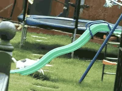 resbalar,perro,tobogan,resbalon,persistencia,caer