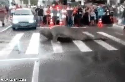 leon marino,tráfico,focas,paso peatonal,autos,cruzar la calle