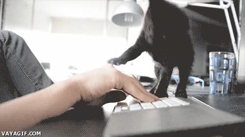 ordenador,teclado,hambre,comer,gato,entretenerse,cachorro