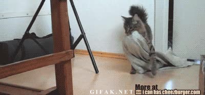 robar,habitacion,sabana,Gato,ladron,mantel