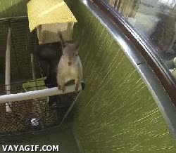 llevame contigo,jaula,suplica,yo tambien quiero,infancia,paseo,ardilla